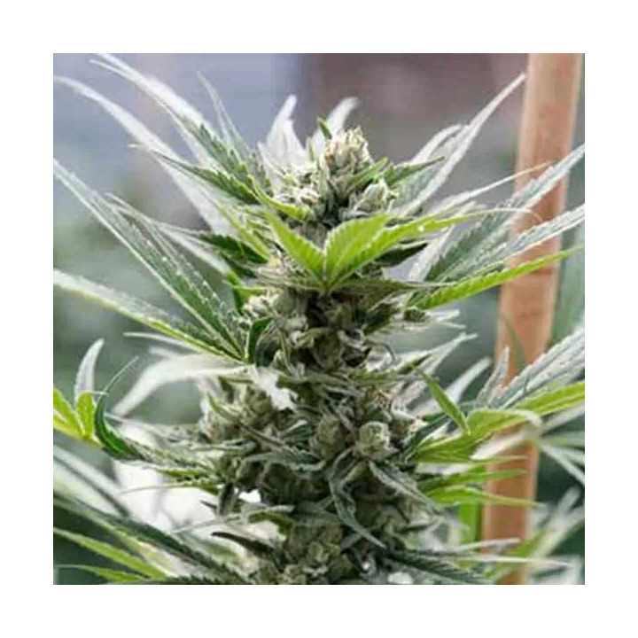 Cheese Feminizada【Dinafem】