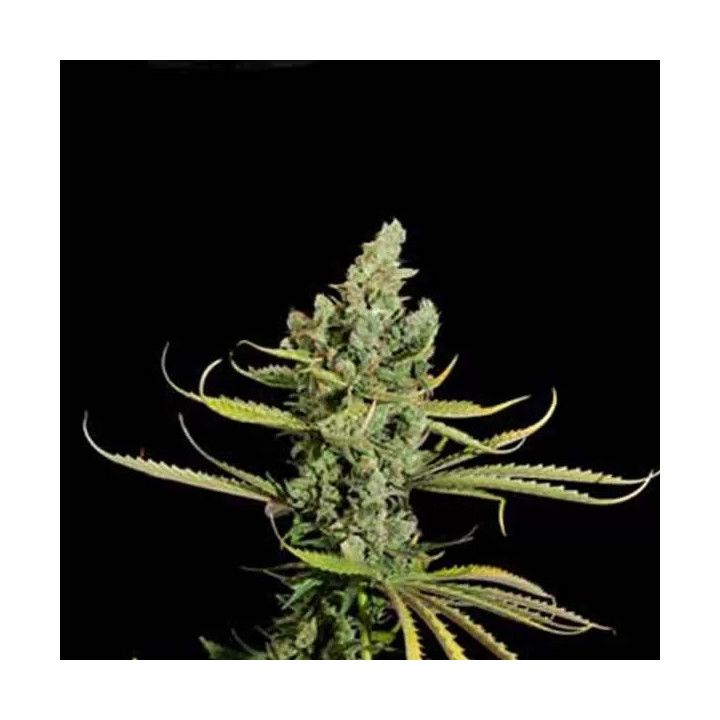  Cheese Feminizada【Dinafem】