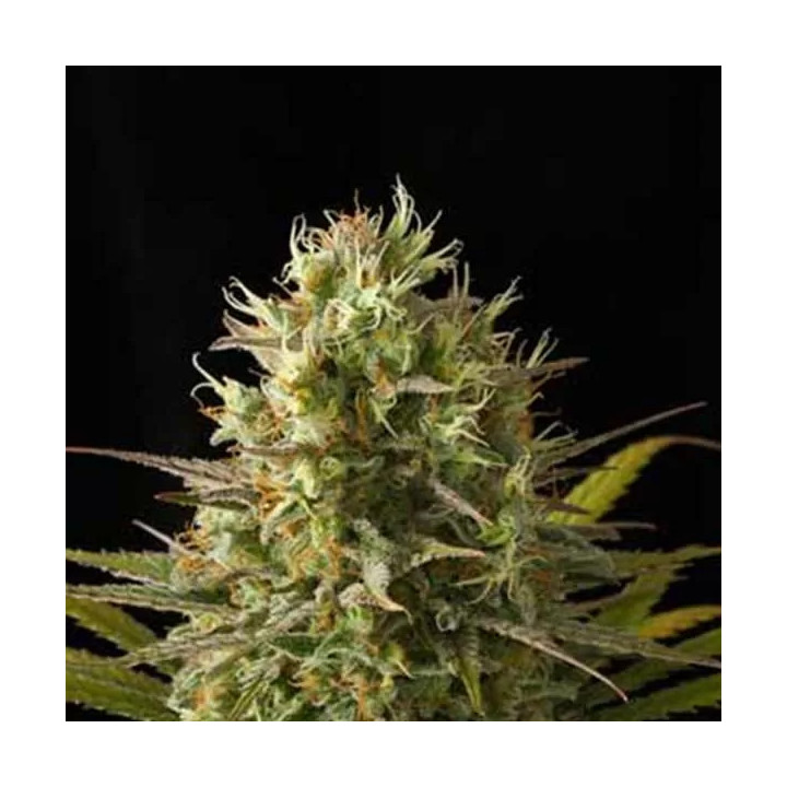 Original Amnesia FeminizadaDinafem