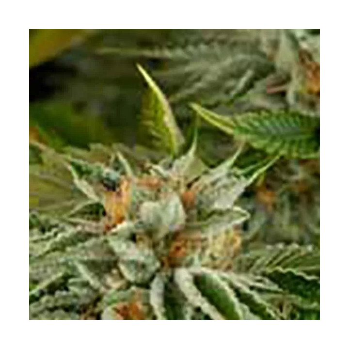 OG Kush FeminizadaDinafem