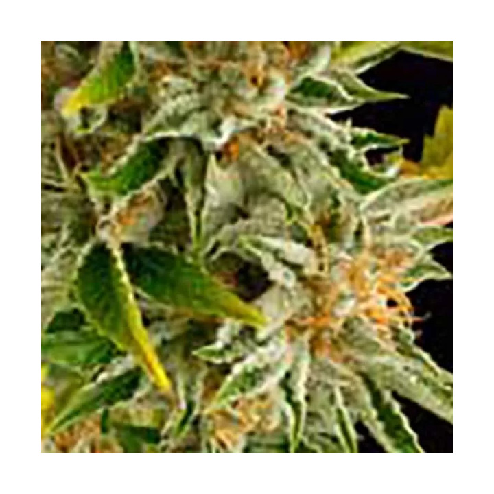 OG Kush FeminizadaDinafem