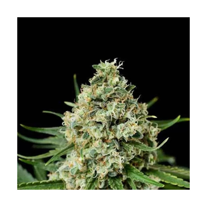 Critical + 2.0 Feminizada【Dinafem】