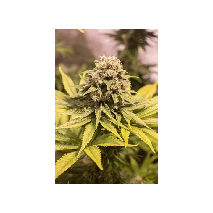  Critical Mass CBD Feminizada【Dinafem】