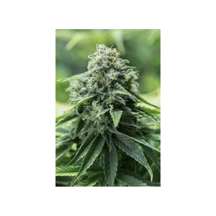  Critical Mass CBD Feminizada【Dinafem】