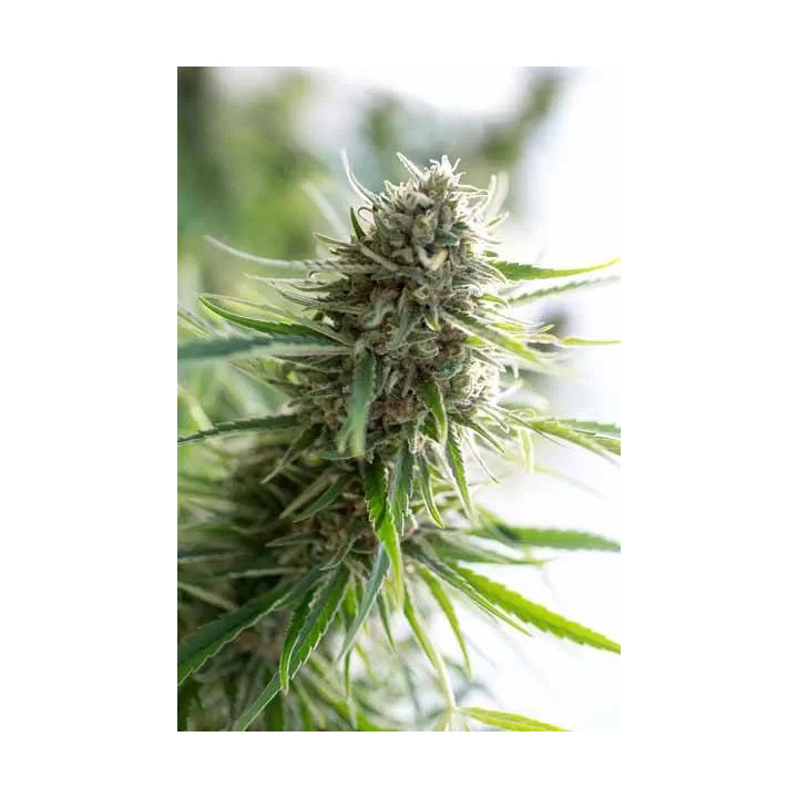  Critical Mass CBD Feminizada【Dinafem】