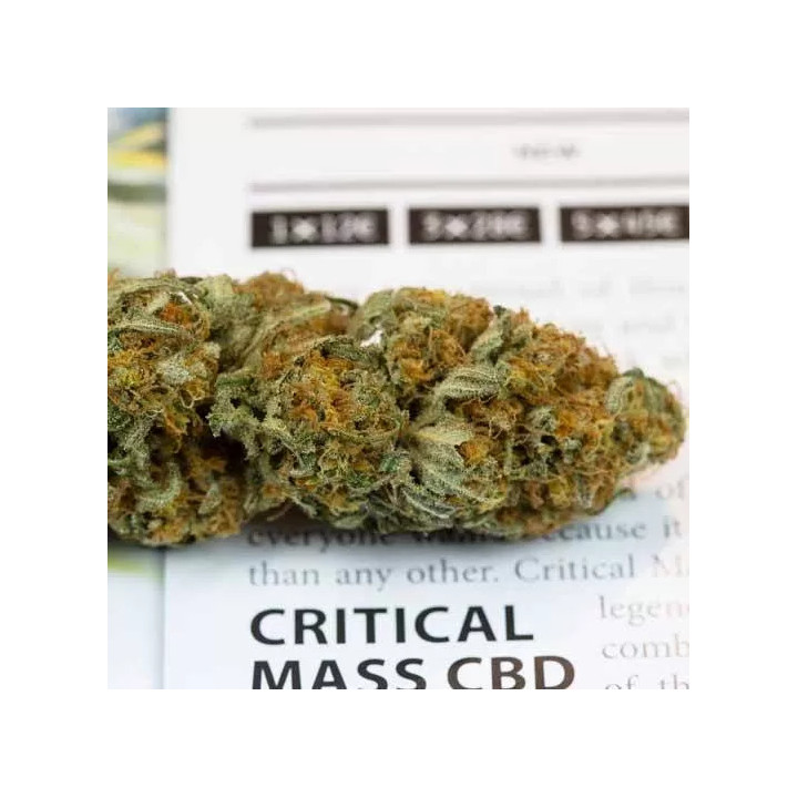  Critical Mass CBD Feminizada【Dinafem】