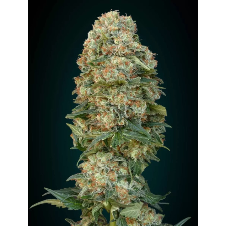 Afghan Skunk Feminizada Advanced Seeds