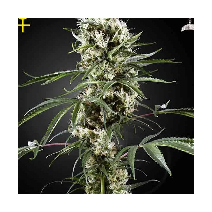 Super Lemon Haze Feminizada 【Green House Seeds】