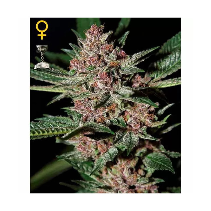 Bubba Kush Feminizada Green House Seeds