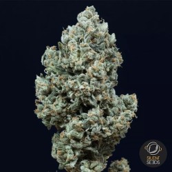 Critical + 2.0 Autoflowering