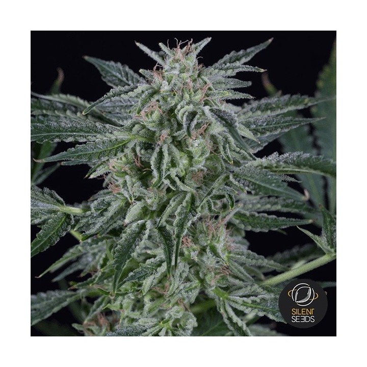 Critical Jack Autoflowering