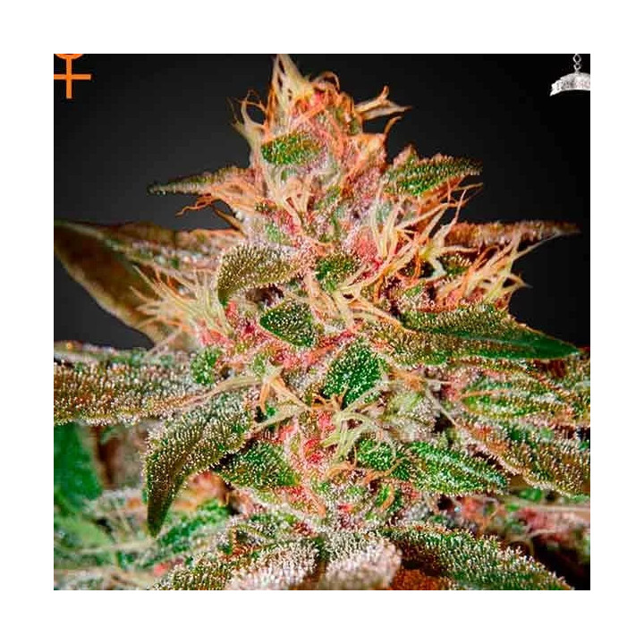 Pure Kush Feminizada Green House Seeds