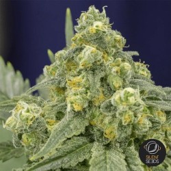 White Widow Silent Seeds