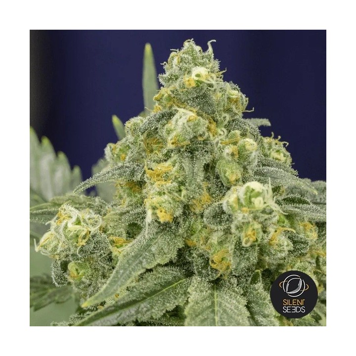 White Widow Silent Seeds