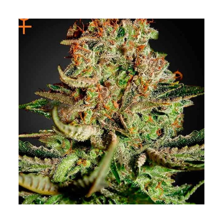 Super Bud Feminizada Green House Seeds