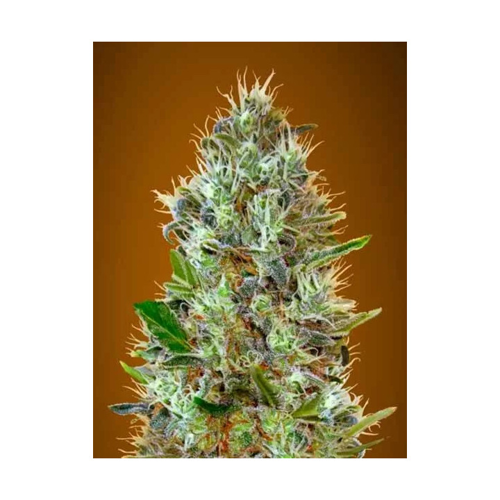Auto SomangoAdvanced Seeds Autofloreciente