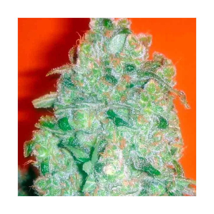 Jack La Motta Feminizada Medical Seeds