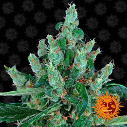 Laughing Buddha Feminizada 【Barney's Farm】