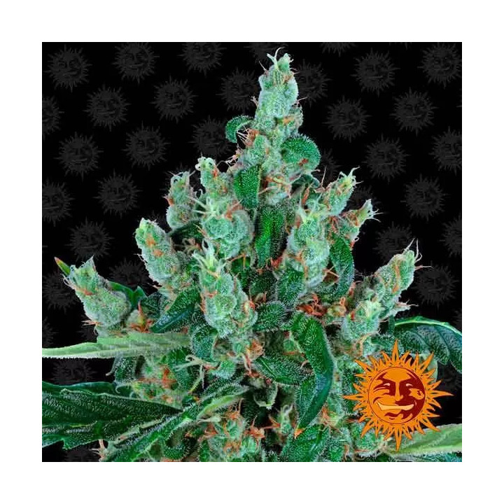 Laughing Buddha Feminizada 【Barney's Farm】