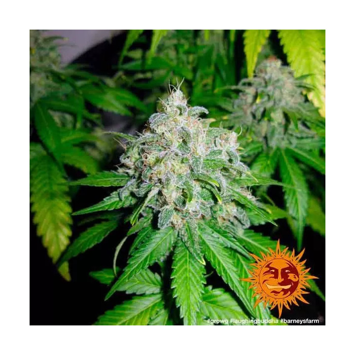 Laughing Buddha Feminizada 【Barney's Farm】