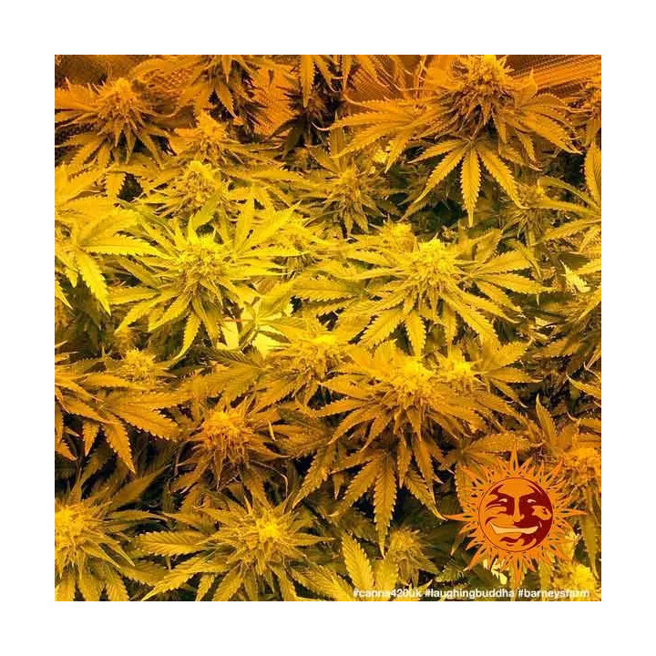 Laughing Buddha Feminizada 【Barney's Farm】