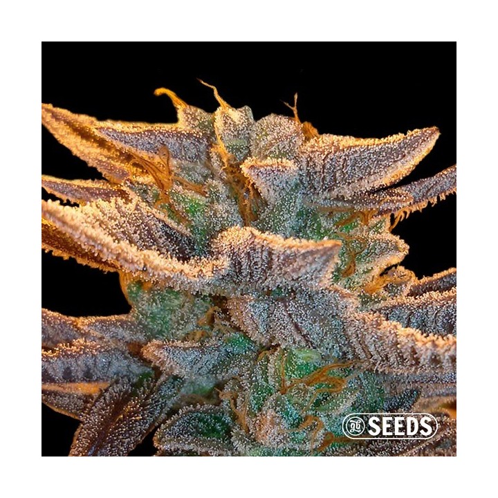 Auto Amnesia XXL