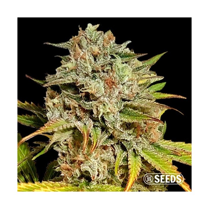 Auto Critical GB XXL