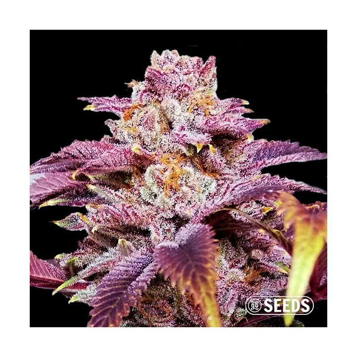 Auto Somango XXL