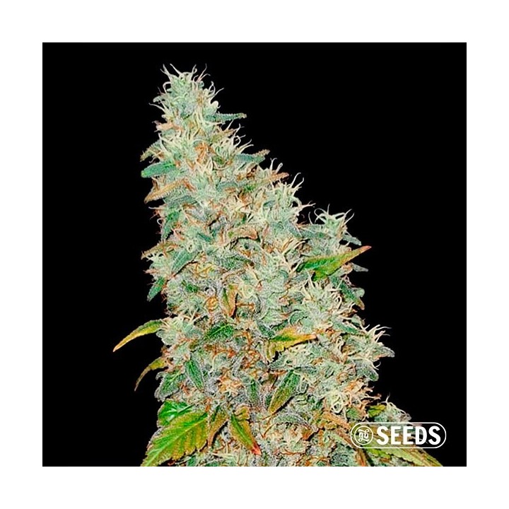 Auto Banana XL