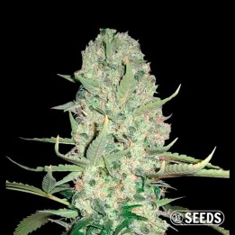 Auto Super Skunk XXL