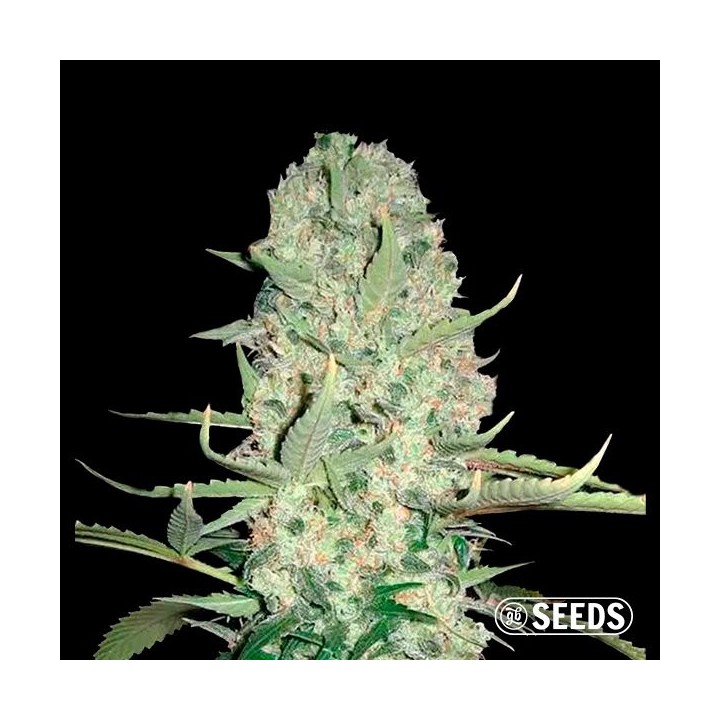 Auto Super Skunk XXL