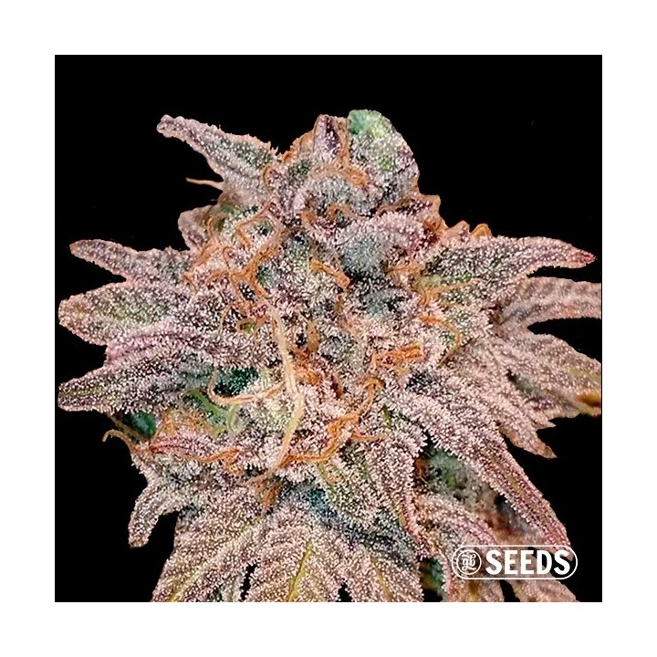 Auto Cheese XXL