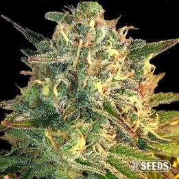 Auto Moby Dick XXL