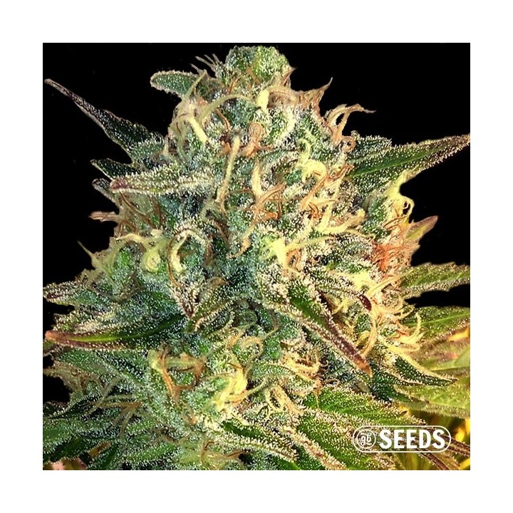 Auto Moby Dick XXL