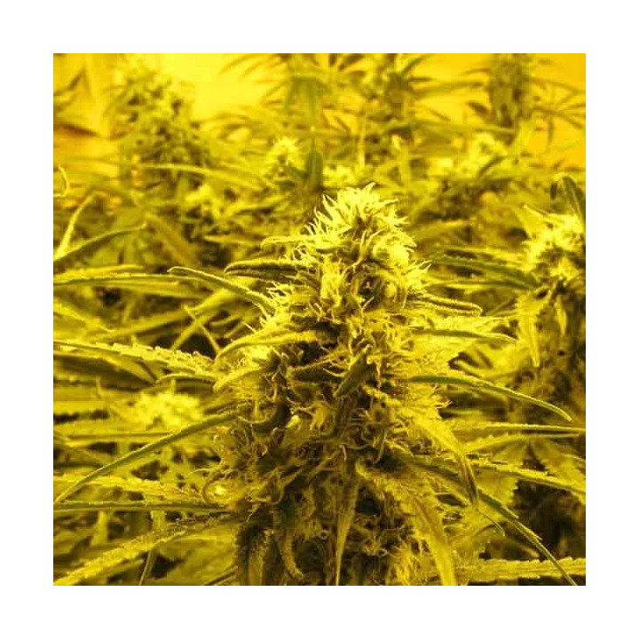 Channel + FeminizadaMedical Seeds