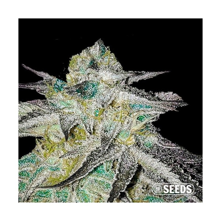 Critical Jack