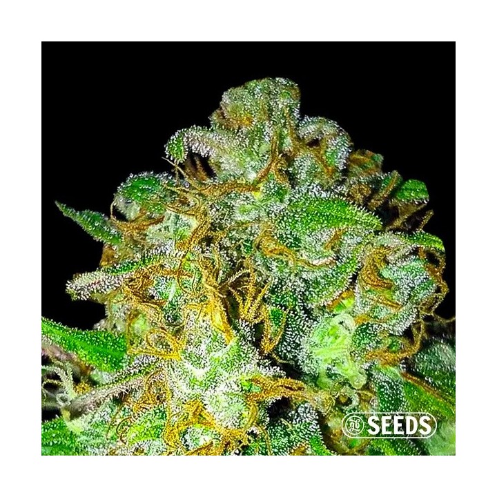 Super Skunk
