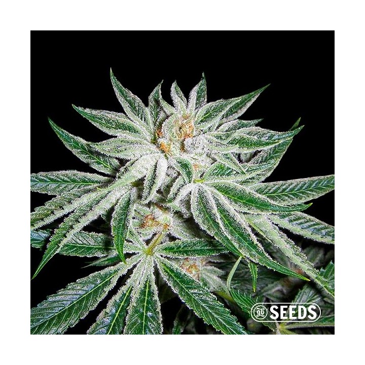 White Widow
