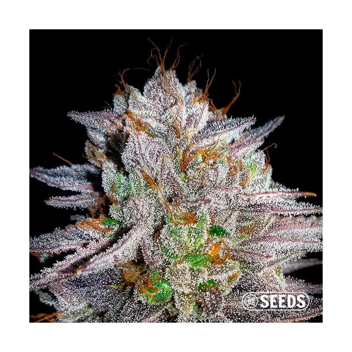 Somango
