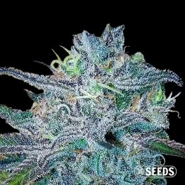 BlueBerry