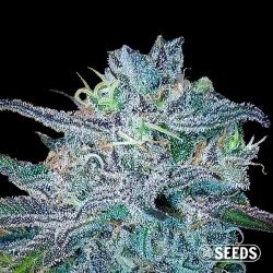 BlueBerry
