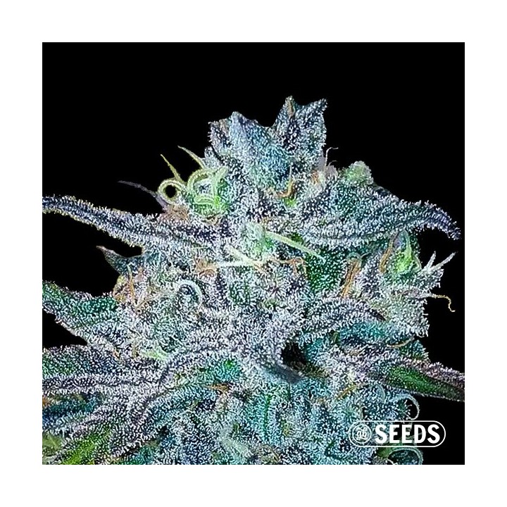 BlueBerry