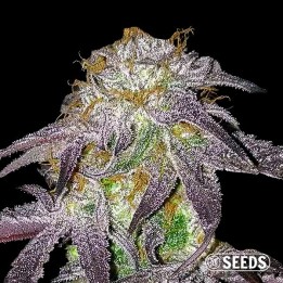 Black Domina