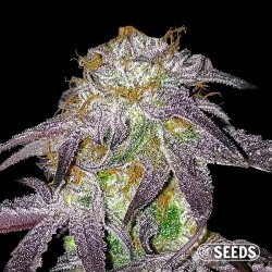 Black Domina