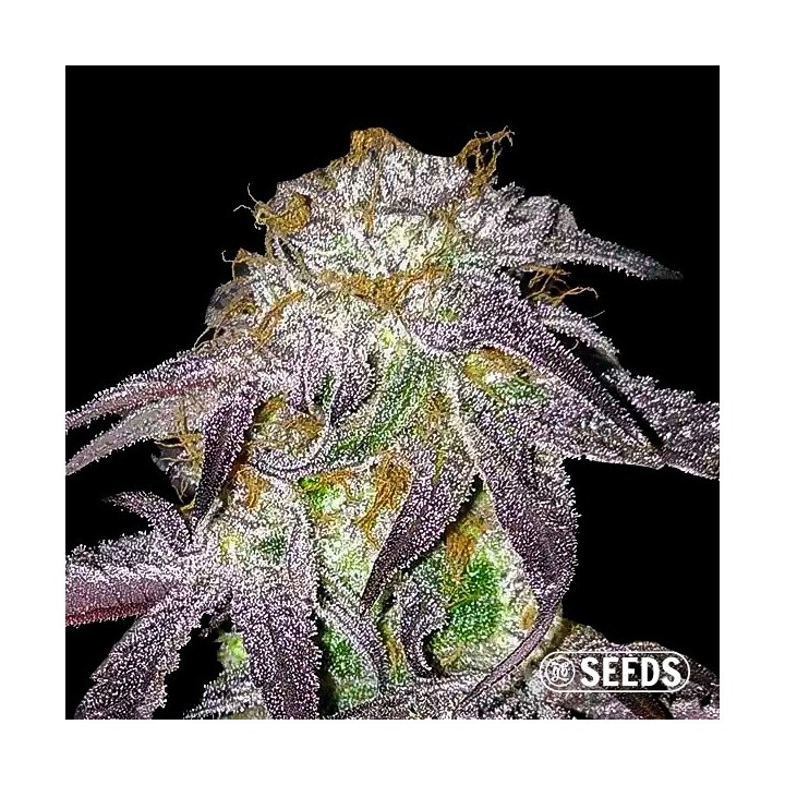 Black Domina