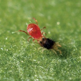 Phytoseiulus Persimilis contra araña roja