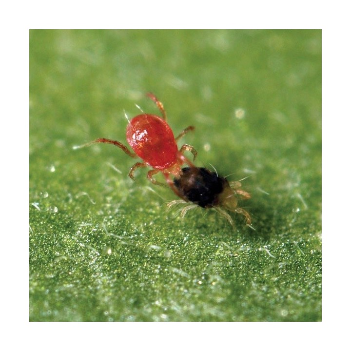 Phytoseiulus Persimilis contra araña roja
