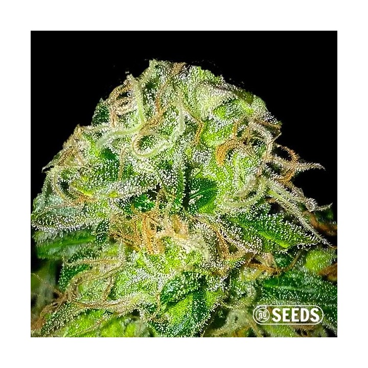 Jack Herer