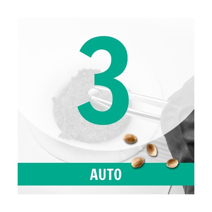 3 Semillas Auto Fem.