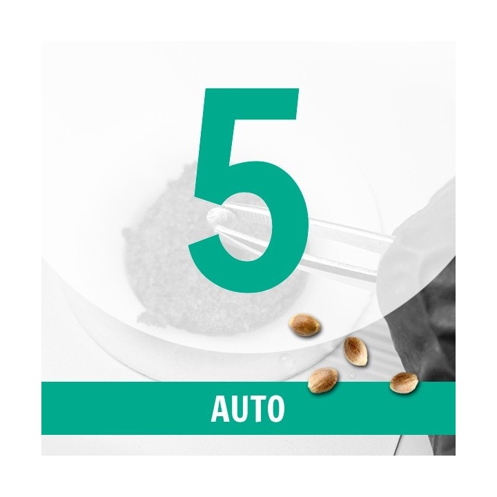 5 Semillas Auto Fem.